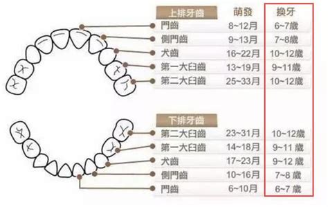 小朋友出大牙|換牙順序搞不懂？爸媽必看兒童換牙年齡表，搭配2種。